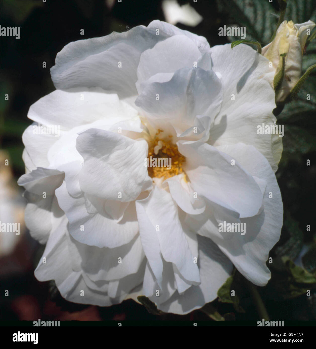 Rosa - `Blanche Double de Coubert' AGM - (Shrub)   RSH107853 Stock Photo